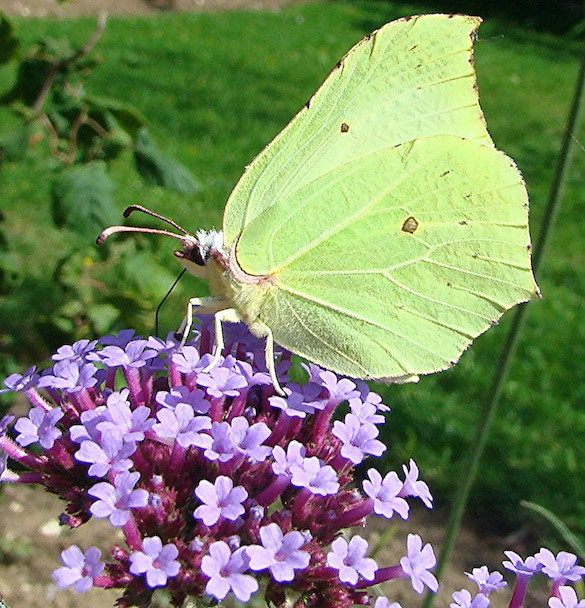brimstone